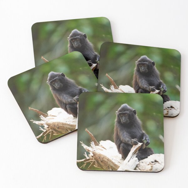 Item preview, "The Celebes crested macaque of Tangkoko National Park" 11 of 11 designed and sold by Andreas Koerner.