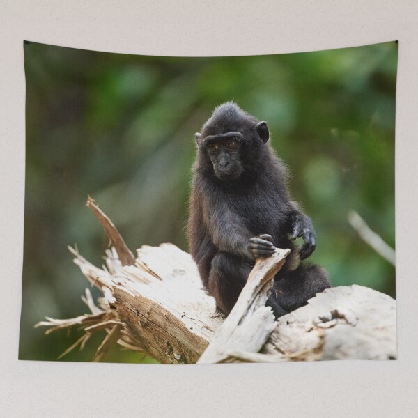 Item preview, "The Celebes crested macaque of Tangkoko National Park" 11 of 11 designed and sold by Andreas Koerner.