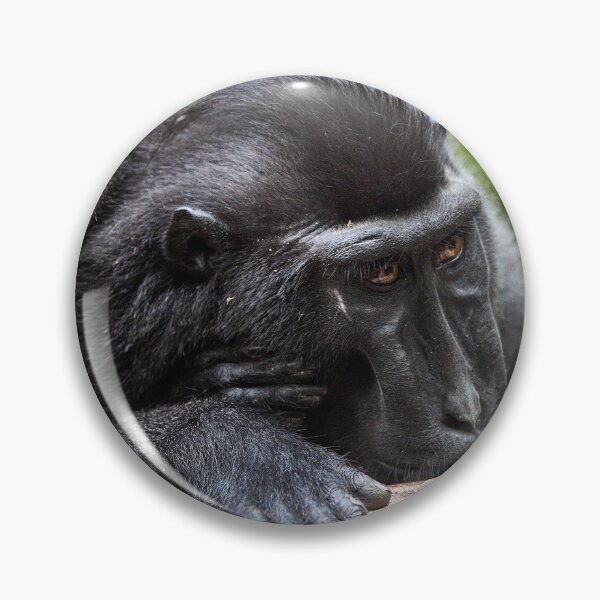 Item preview, "The Celebes crested macaque of Tangkoko National Park" 9 of 11 designed and sold by Andreas Koerner.