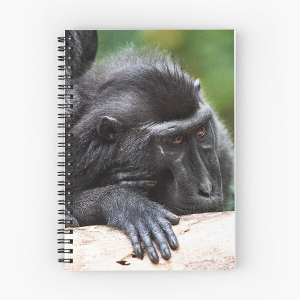 Item preview, "The Celebes crested macaque of Tangkoko National Park" 9 of 11 designed and sold by Andreas Koerner.