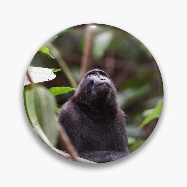 Item preview, "The Celebes crested macaque of Tangkoko National Park" 4 of 11 designed and sold by Andreas Koerner.