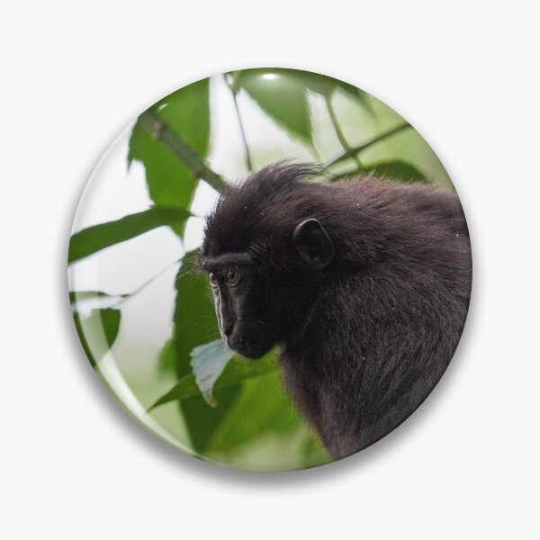 Item preview, "The Celebes crested macaque of Tangkoko National Park" 3 of 11 designed and sold by Andreas Koerner.