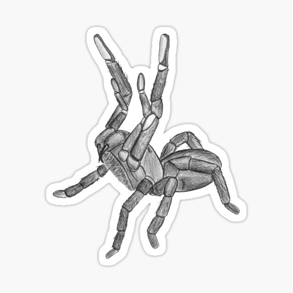 Item preview, Rearing Tarantula - hand drawn designed and sold by Chalcodes.