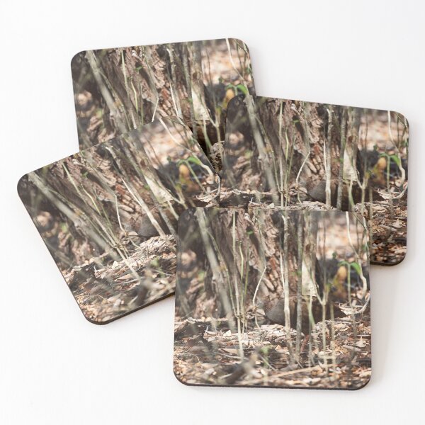 Item preview, "Wild impressions from Rinca Island" 4 of 5 designed and sold by Andreas Koerner.