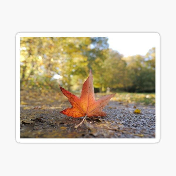 Fallen Autumn leaf Sticker