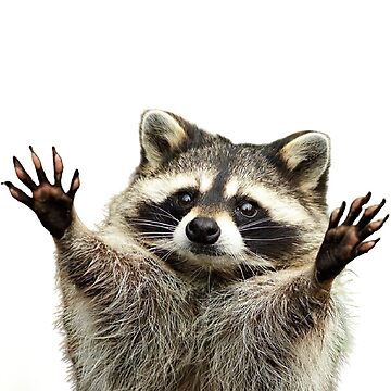 racoon