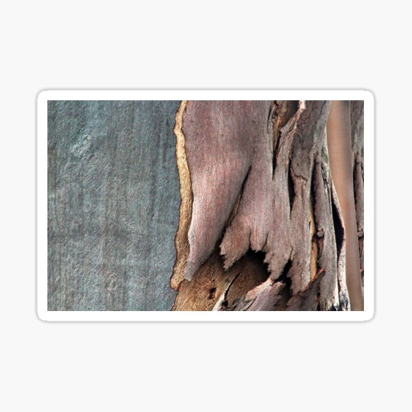 Eucalyptus Tree Bark and Wood Abstract Natural Texture 29 Sticker