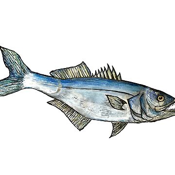 Snapper Bluefish Illustration | Backpack