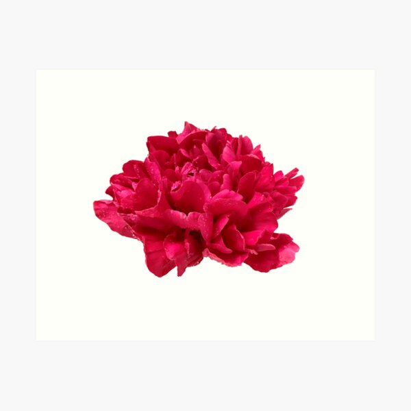 Item preview, Hot Pink Peony with Dewdrops designed and sold by InalterataArt.
