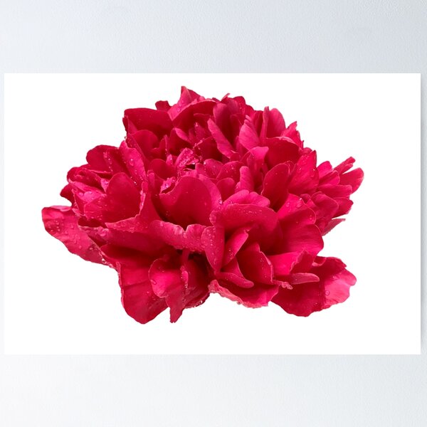 Item preview, Hot Pink Peony with Dewdrops designed and sold by InalterataArt.
