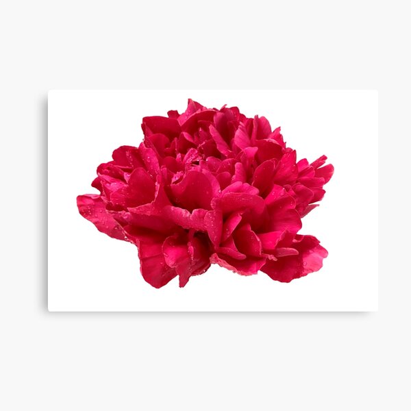 Item preview, Hot Pink Peony with Dewdrops designed and sold by InalterataArt.