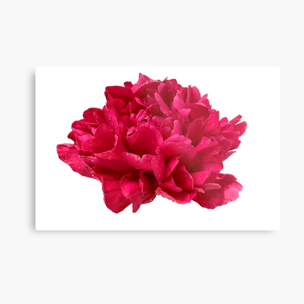 Item preview, Hot Pink Peony with Dewdrops designed and sold by InalterataArt.