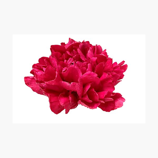 Item preview, Hot Pink Peony with Dewdrops designed and sold by InalterataArt.