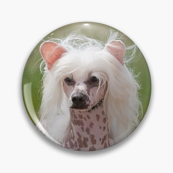 Item preview, Chinese Crested Dog - cute pets long hair designed and sold by Coolstuff4you71.