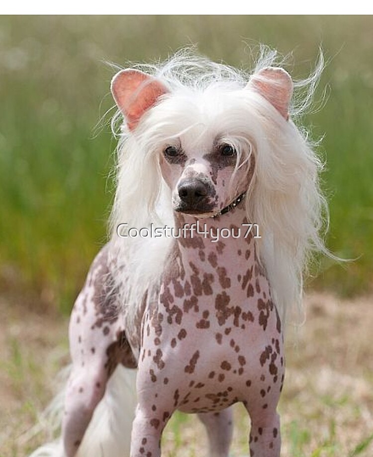 Chinese Crested Dog - cute pets long hair" iPad Case & Skin for Sale by  Coolstuff4you71 | Redbubble