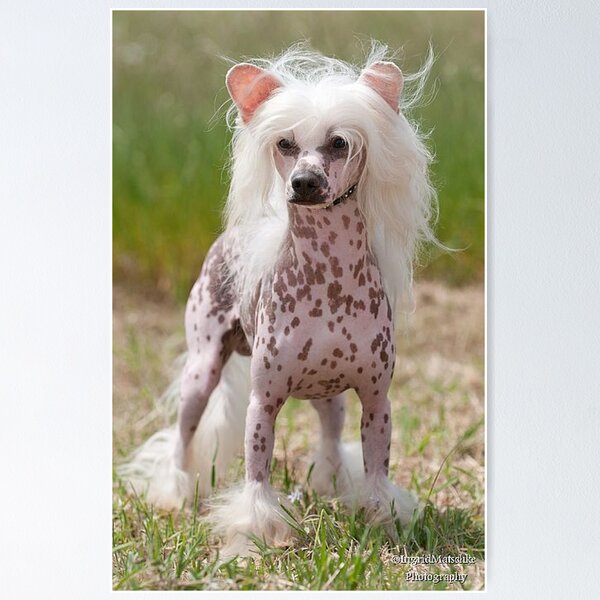 Cebu Pet Craigslist Near Me Shop Golden Retriever X Husky Puppies