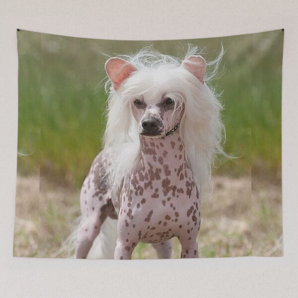Item preview, Chinese Crested Dog - cute pets long hair designed and sold by Coolstuff4you71.