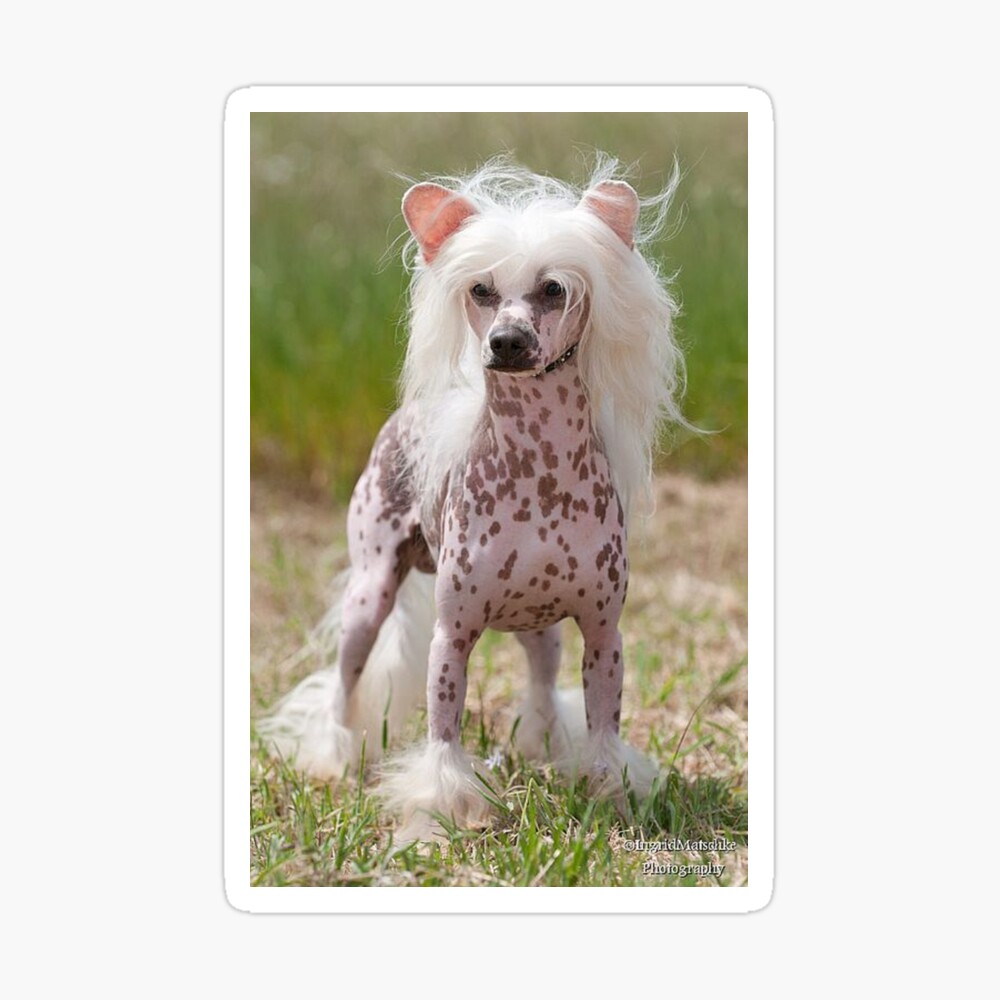 Chinese Crested Dog - cute pets long hair\