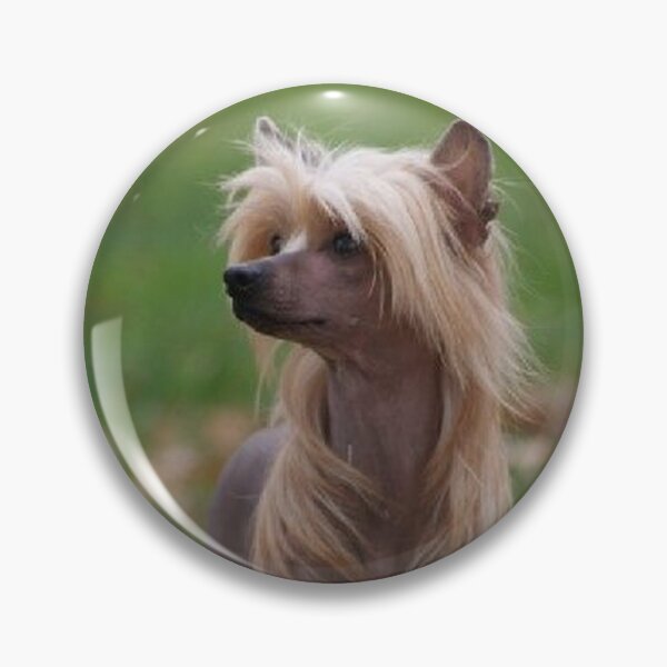 Item preview, Chinese Crested Dog - cute pets long hair designed and sold by Coolstuff4you71.