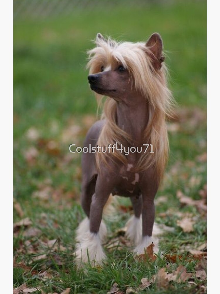 Chinese crested dog outlet long hair