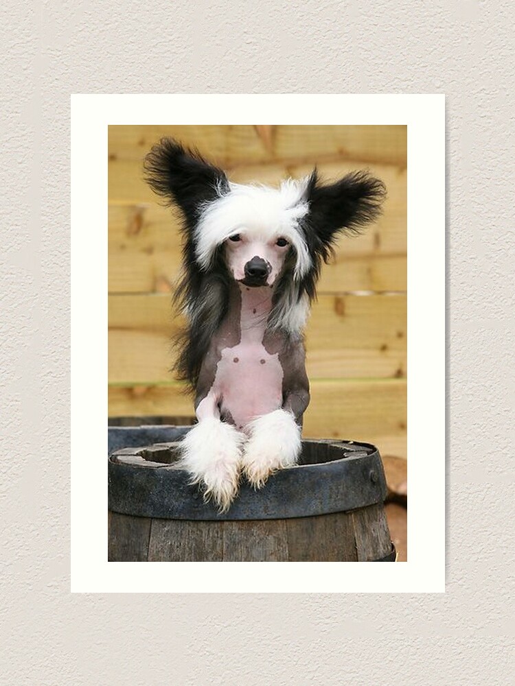 Chinese Crested Dog cute pets long hair Art Print