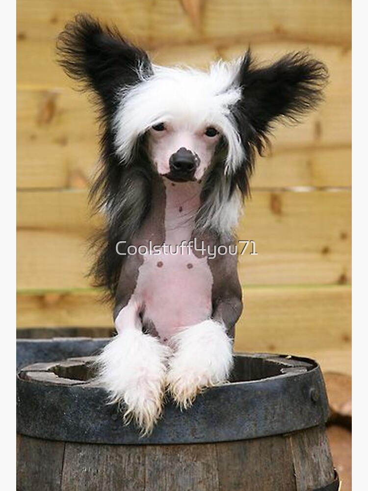 Long Haired Chinese Crested Powder Puff Hairless Dog Breed Chinese