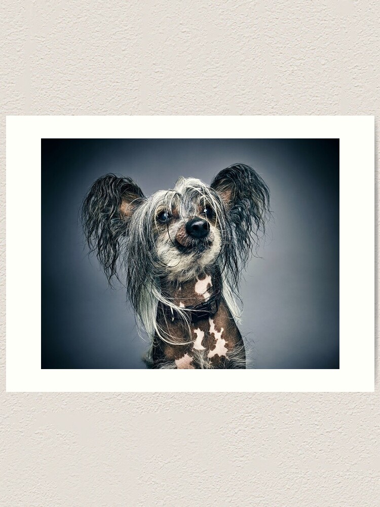 Chinese Crested Dog full face cute pets long hair art
