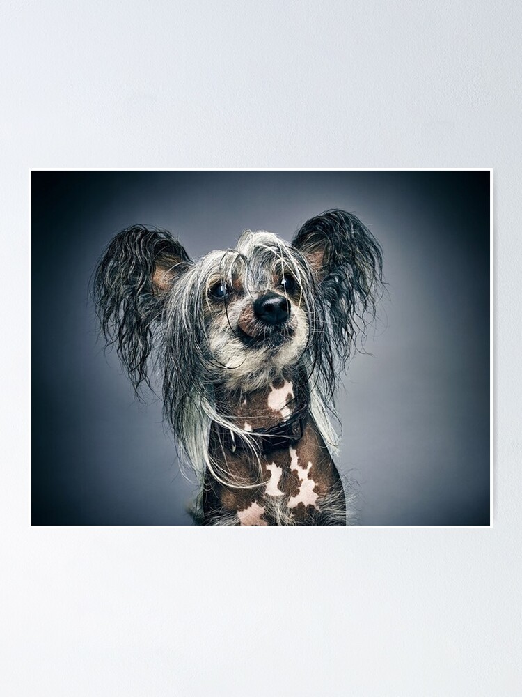 chinese long hair dog