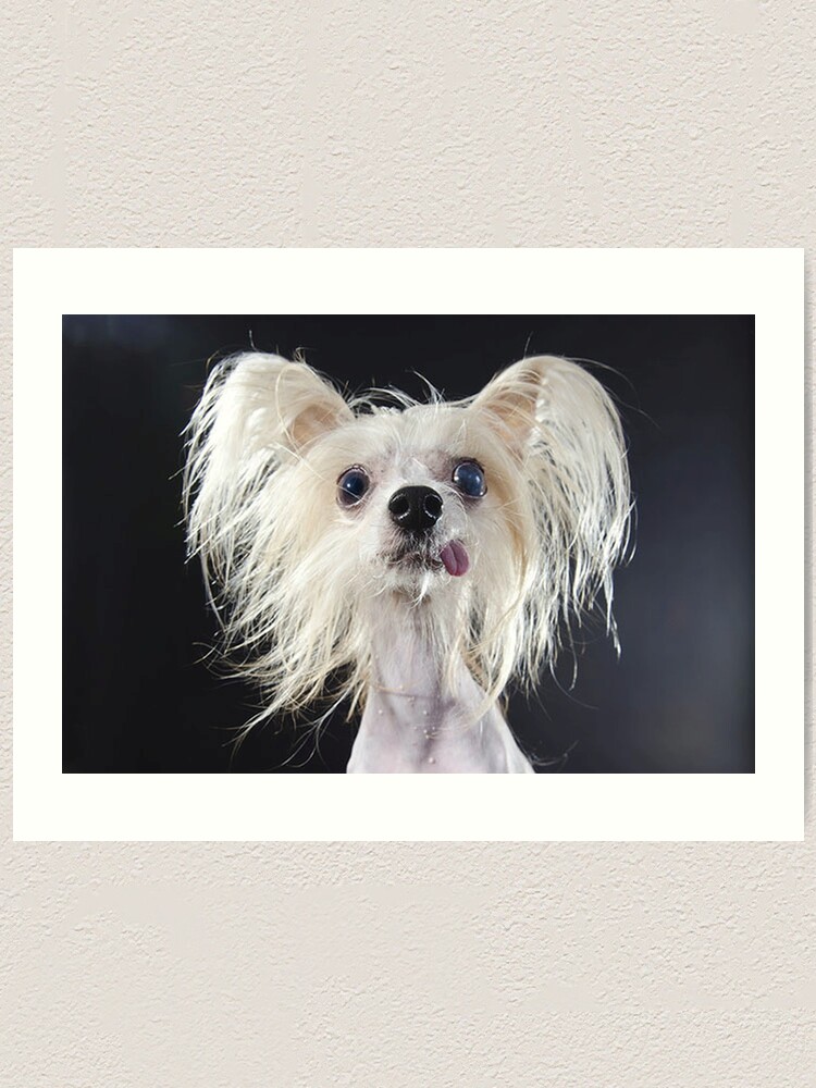 Chinese Crested Dog full face cute pets long hair crazy dogs