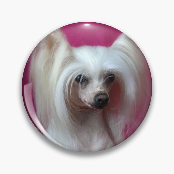 Item preview, Chinese Crested Dog - full face cute pets long hair  designed and sold by Coolstuff4you71.