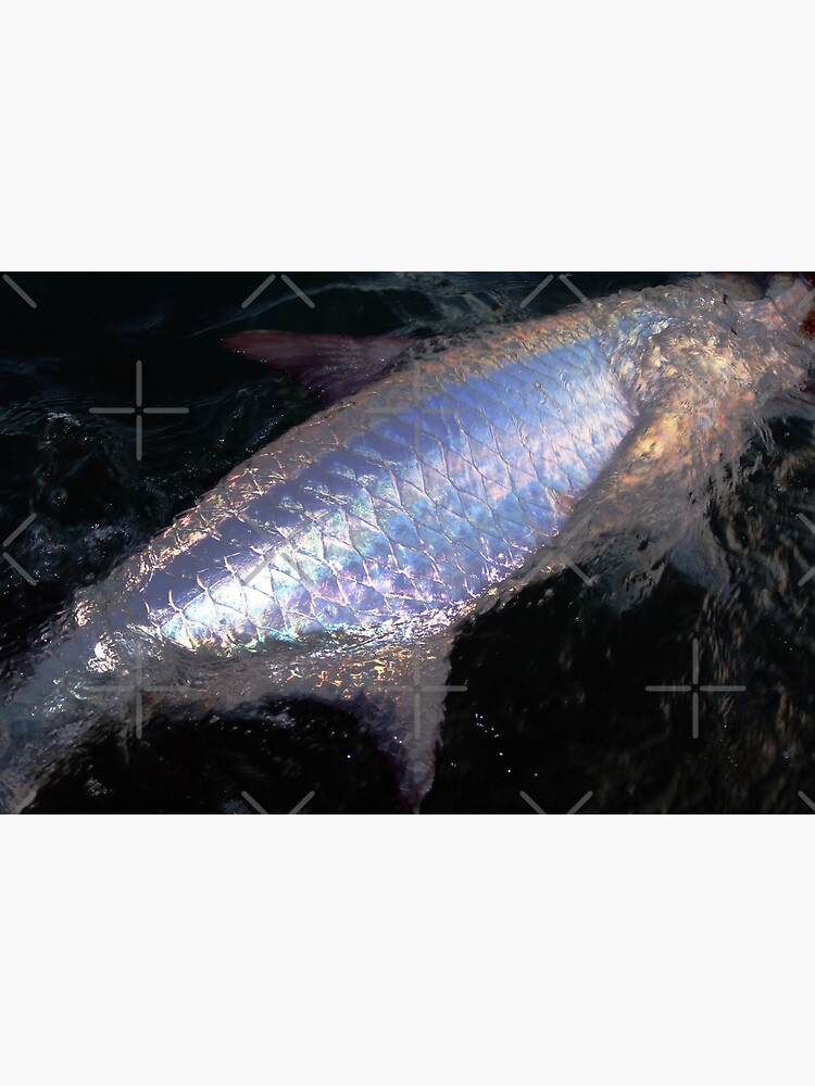 “Tarpon Scales” Poster for Sale by fraserStudio | Redbubble