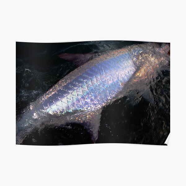 "Tarpon Scales" Poster for Sale by fraserStudio Redbubble
