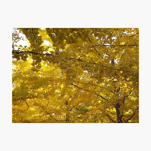 Item preview, Autumn Colors, Hoboken, New Jersey designed and sold by lenspiro.