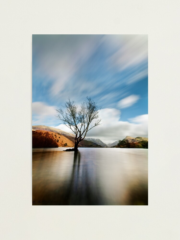 Alternate view of Lake Tree Photographic Print