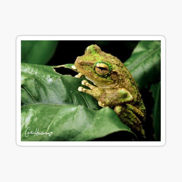 Green-eyed Tree Frog on a rainforest leaf Print Sticker