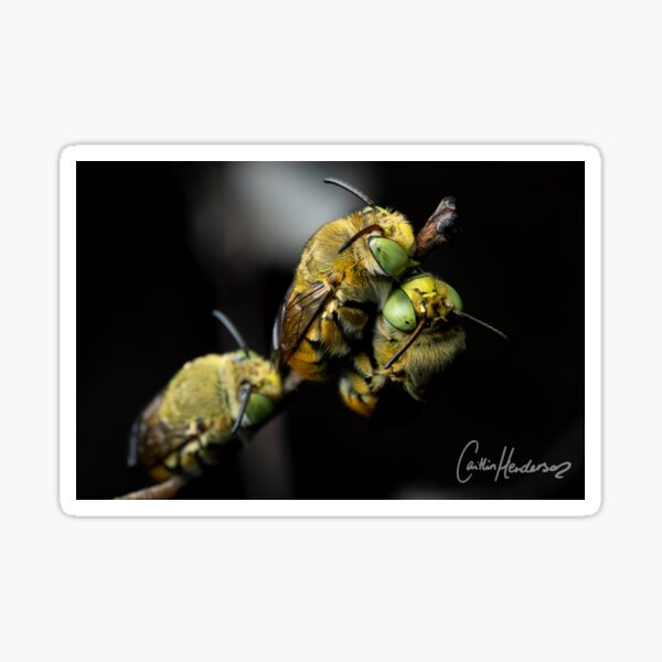 Cuddling Bees Print Sticker