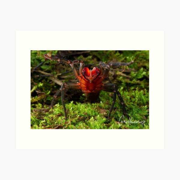 Item preview, Fang off! Red-jawed Bearded Spider in threat display Print designed and sold by shesgotlegs.