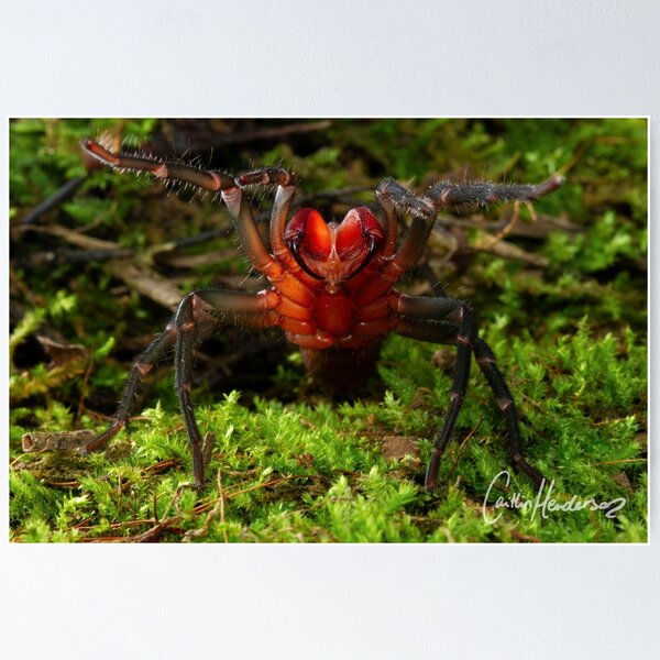 Fang off! Red-jawed Bearded Spider in threat display Print Poster