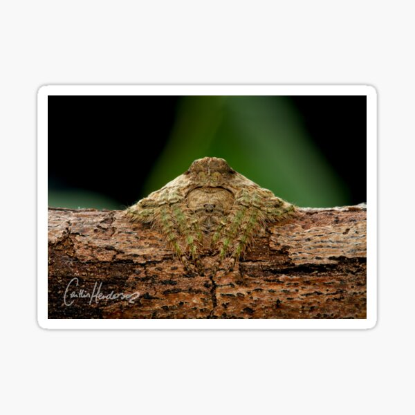 Yes, it's a spider! Wrap-around Spider on twig Sticker