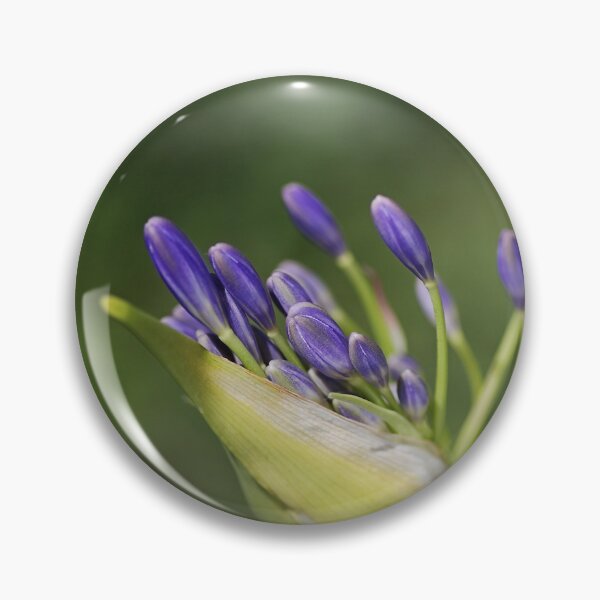 Item preview, Agapanthus Has Legs designed and sold by Joy Watson - Natural Light Photography .