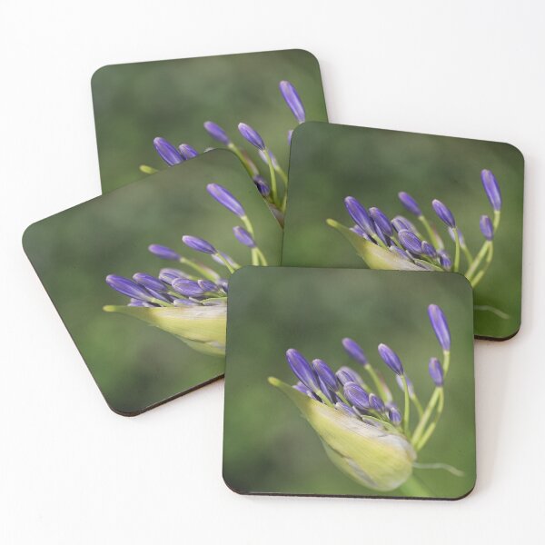 Item preview, Agapanthus Has Legs designed and sold by Joy Watson - Natural Light Photography .