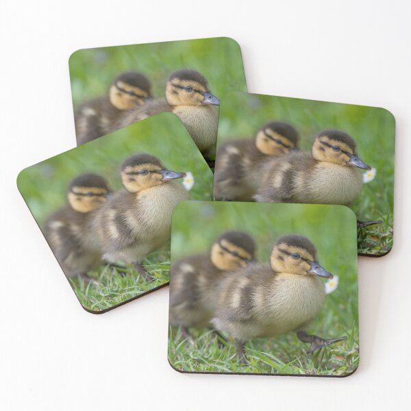 Item preview, Mallard Ducklings designed and sold by Steve Liptrot Photography.