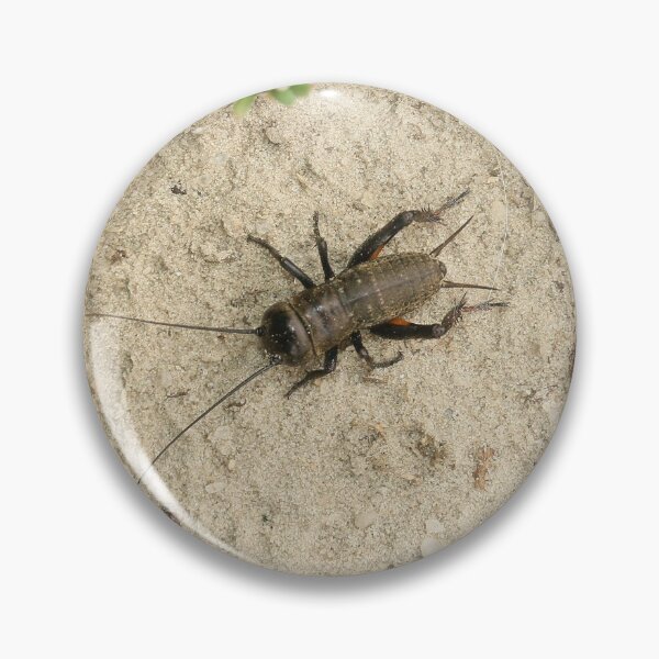 Item preview, Field cricket designed and sold by NW-Photo-Art.