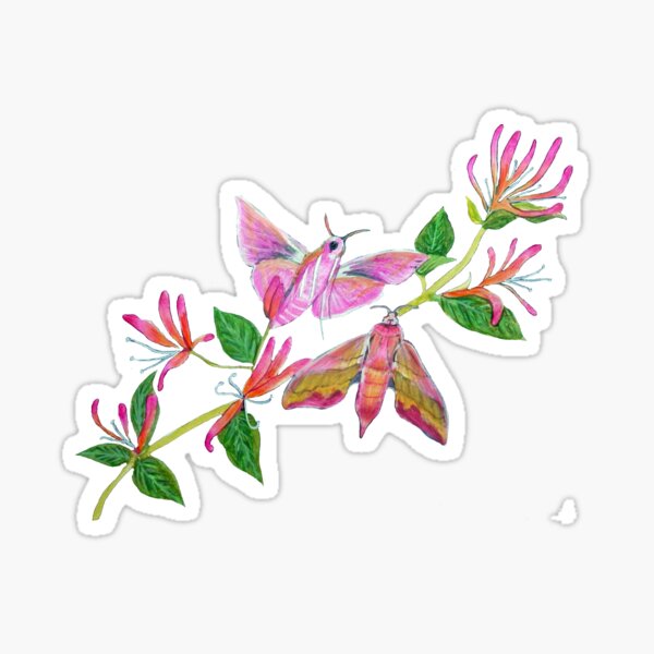 Artikel-Vorschau von Botanische Kunst mit Elefantenschwärmern und Geißblatt, designt und verkauft von MagentaRose.