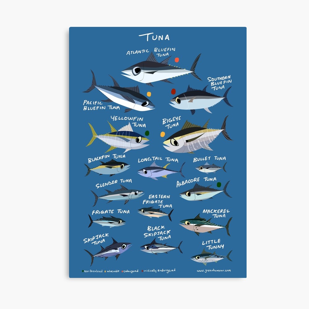 Know your Tuna Photographic Print