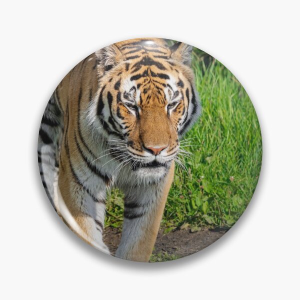 Item preview, Siberian tiger, (Panthera tigris altaica) designed and sold by Martin Leber.