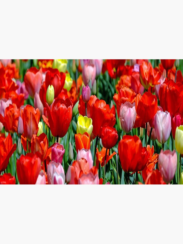 tulips pillow flowers by bykondel