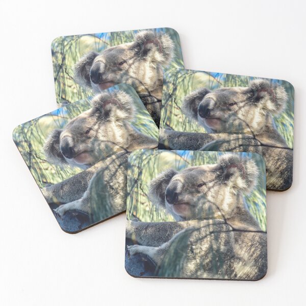 Item preview, A wild koala on Minjerribah / North Stradbroke Island designed and sold by Meg Forbes.