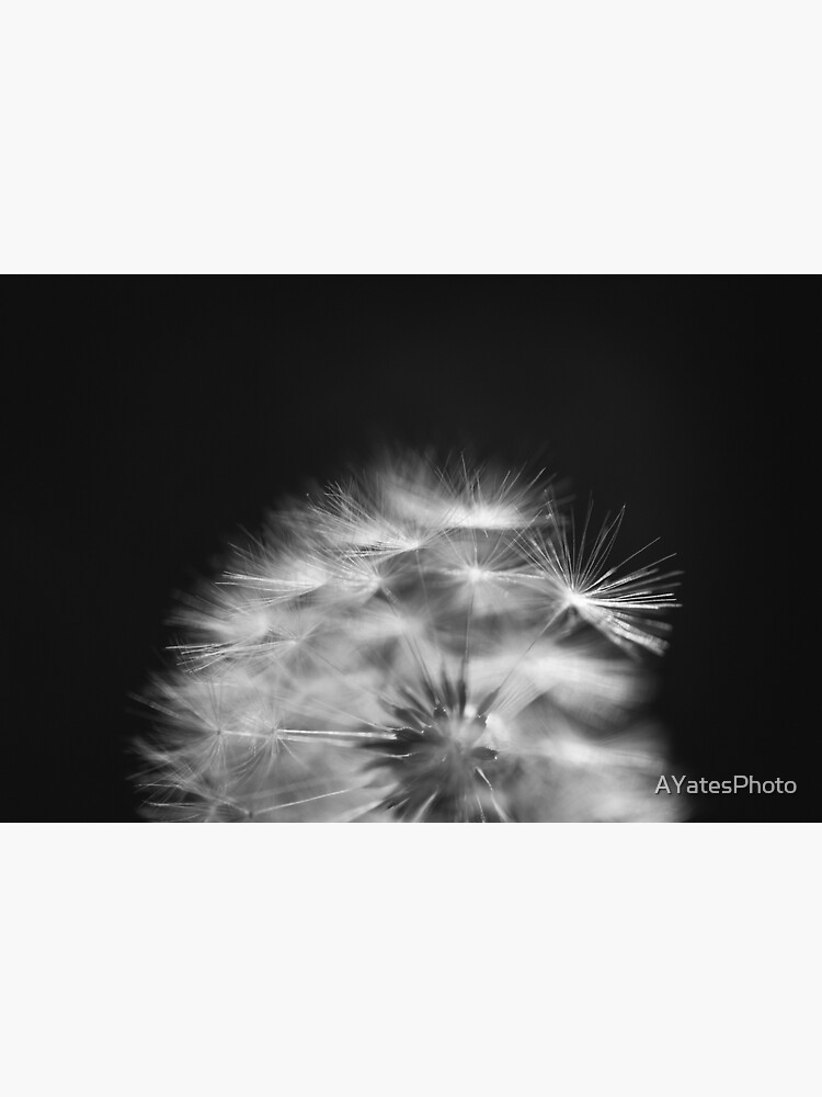 Artwork view, Dandelion detail designed and sold by AYatesPhoto