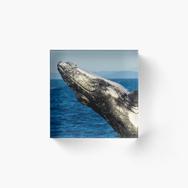 Humpback whale breaching Acrylic Block